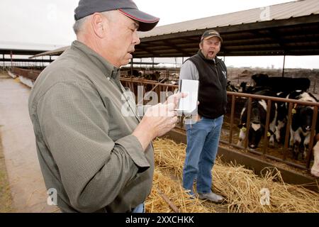 Da die Nachfrage nach Mais für die Ethanolerzeugung zunimmt, wirkt sich der Preisanstieg auf die Milchbauern aus. Durch den gestiegenen Preis für das Futtermittel werden die Gewinnspannen geringer. Stockfoto