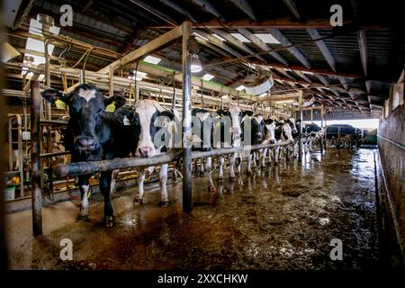 Da die Nachfrage nach Mais für die Ethanolerzeugung zunimmt, wirkt sich der Preisanstieg auf die Milchbauern aus. Durch den gestiegenen Preis für das Futtermittel werden die Gewinnspannen geringer. Stockfoto