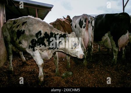 Da die Nachfrage nach Mais für die Ethanolerzeugung zunimmt, wirkt sich der Preisanstieg auf die Milchbauern aus. Durch den gestiegenen Preis für das Futtermittel werden die Gewinnspannen geringer. Stockfoto