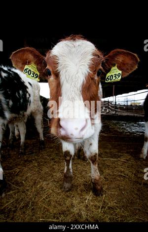 Da die Nachfrage nach Mais für die Ethanolerzeugung zunimmt, wirkt sich der Preisanstieg auf die Milchbauern aus. Durch den gestiegenen Preis für das Futtermittel werden die Gewinnspannen geringer. Stockfoto