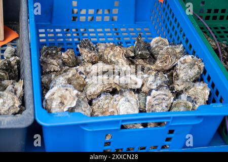 Frische lebende Austern verschiedener Größen in der Markthalle, die zum Mittagessen gegessen werden können, aus nächster Nähe, aus Austernzuchtdorf, Arcachon Bay, Gujan-Mestras, Bor Stockfoto