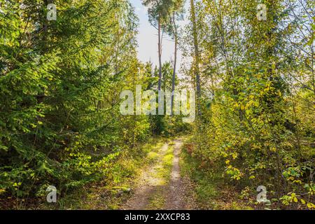 Wunderschöner Blick auf schmalen, unbefestigten Pfad, der sich durch üppigen Herbstwald mit hohen Bäumen und Sonnenlicht schlängelt, das durch Laub filtert. Schweden. Stockfoto