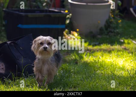 Kleiner nüchterner Yorkie, der im Hof steht Stockfoto