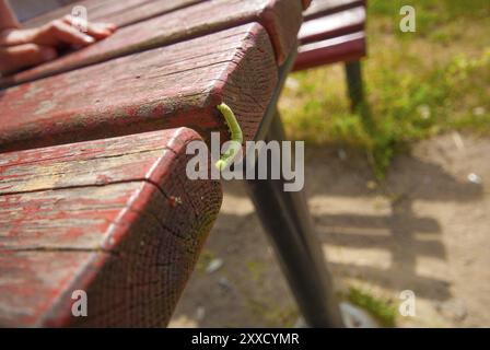 Eine grüne Made auf einer roten Bank Stockfoto