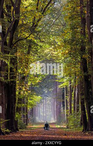 Mann im Rollstuhl, der bei Sonnenaufgang durch eine Allee fährt, Niederlande Stockfoto