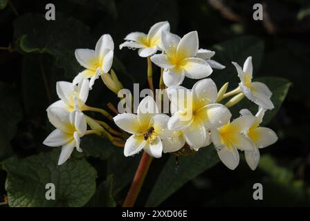 Frangipani (Plumeria alba), weiße Blüten mit Wassertropfen, Teneriffa, Kanarische Inseln, Spanien, Europa Stockfoto