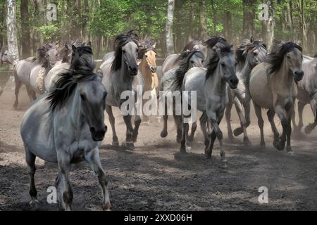 Fluchtherde im wilden Merfelder Bruch. Duelmen Wildpferde, Duelmen, Münsterland, Nordrhein-Westfalen, Nordrhein-Westfalen, Deutschland, Europa Stockfoto