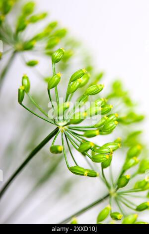 Dolden aus Dill mit Samen und Blättern Stockfoto