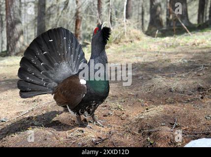 Auerhahn Stockfoto