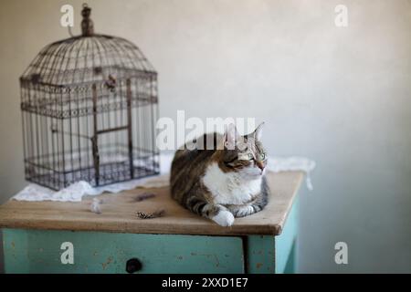 Die Katze wartet neben dem Vogel Stockfoto