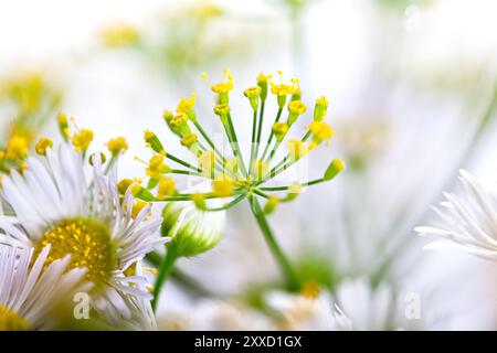 Dolden aus Dill mit Samen und Blättern Stockfoto