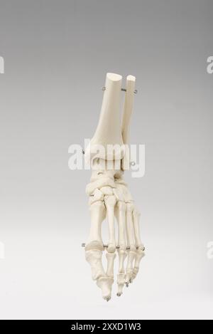 Fuß-Skelett Stockfoto