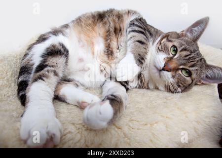 Eine fette Katze, die auf kuscheligen Lammfell liegt Stockfoto