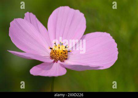 Schmuckkorb Stockfoto