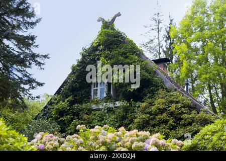 Haus mit Efeu am Ufer der Spree, Spreewald, Brandenburg, Deutschland, Europa Stockfoto