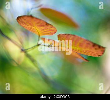 Herbstlich farbige Baumblätter in verschiedenen Farben Stockfoto