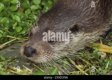 Der eurasische europäische Otter ist ein Marder, der an das aquatische Leben angepasst ist und einer der besten Schwimmer unter Landräubern ist, der eurasische Otter, auch bekannt als Stockfoto