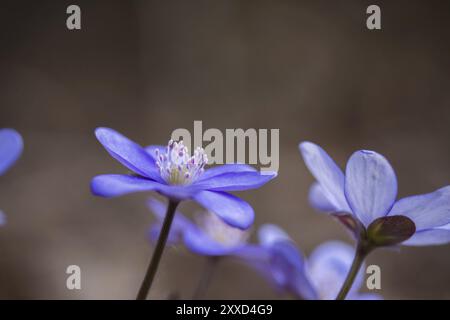 Nahaufnahme von Hepatica oder Leberblümchen im Frühjahr Stockfoto