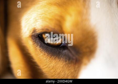 Eine Nahaufnahme eines Beagles Hundeauges. Wunderschöne, farbenfrohe Makroaufnahmen. Selektiver Fokus Hintergrund Stockfoto