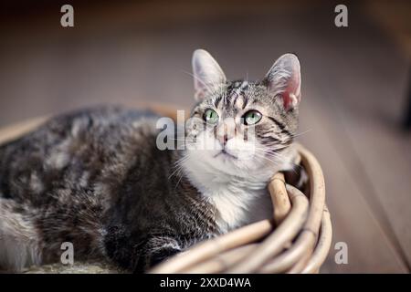 Porträt einer Hauskatze im Korb Stockfoto