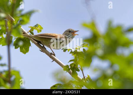 Singende Nachtigall Stockfoto