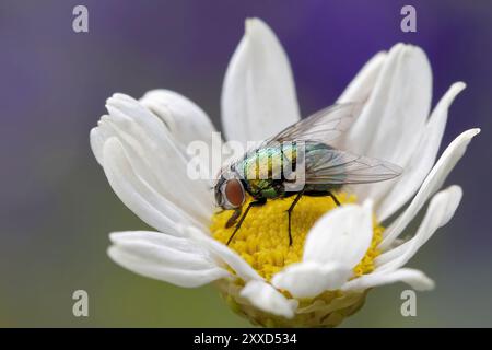 Flaschenflug Stockfoto