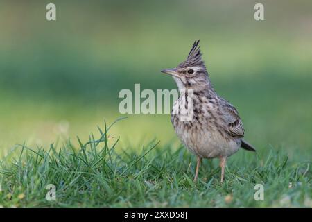 Kammmerche (Galerida cristata) im Gras, Nationalpark Neusiedler See, Burgenland, Österreich, Europa Stockfoto