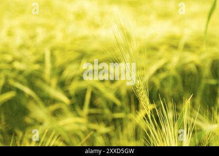 Grüner Weizen gegen Detailaufnahmen Stockfoto