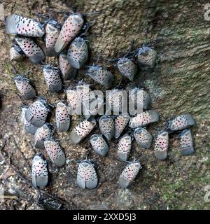 Invasiver Schwarm von gefleckten Laternen an einem Baum in West-Pennsylvania Stockfoto