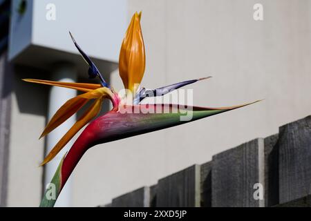 Helle Paradiesvogel Blume, oder Strelitzia, in einem Vorstadtgarten, mit einem weißen Haus und Holzzaun im Hintergrund Stockfoto