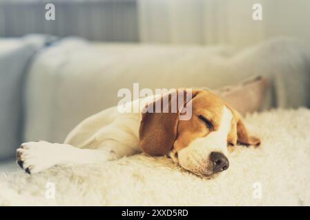 Beagle Hund warten für Eigentümer, der Schlaf. Geduldig wartend auf einer Couch Stockfoto