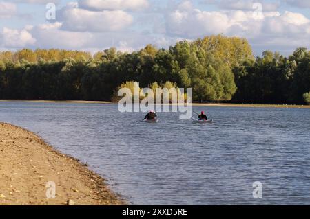 Kuehkopf am Alten Rhein Stockfoto