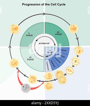 Progression des Zellzyklus, Abbildung. Der Zellzyklus besteht aus der Interphase (G1-, S- und G2-Phasen), gefolgt von der mitotischen Phase (Mitose und Zytokinese) und der G0-Phase. Stockfoto