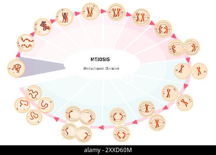 Meiose, Illustration. Meiose ist der Prozess, bei dem sich eine einzelne Zelle zweimal teilt und vier haploide Tochterzellen bildet. Stockfoto