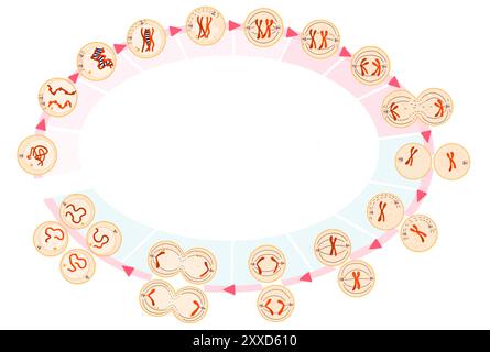 Meiose, Illustration. Meiose ist der Prozess, bei dem sich eine einzelne Zelle zweimal teilt und vier haploide Tochterzellen bildet. Stockfoto