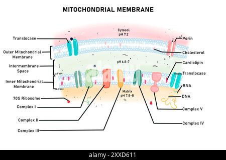 Mitochondrienmembran, Illustration. Mitochondrien haben zwei Membranen, eine äußere mitochondriale Membran und eine innere mitochondriale Membran. Die äußere mitochondriale Membran ist frei durchlässig, während die innere mitochondriale Membran selektiv durchlässig ist und eine Reihe von Proteinen/Enzymen enthält, die mehrere Reaktionen katalysieren. Stockfoto