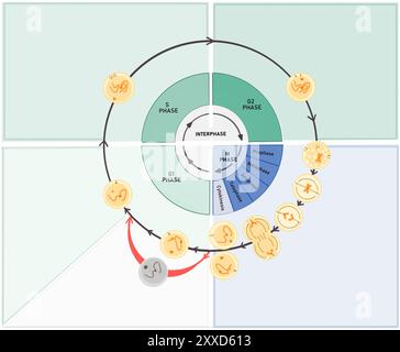Zellzyklus, Abbildung. Der Zellzyklus besteht aus der Interphase (G1-, S- und G2-Phasen), gefolgt von der mitotischen Phase (Mitose und Zytokinese) und der G0-Phase. Stockfoto