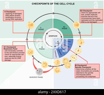Prüfpunkte für Zellzyklus, Abbildung. Der Zellzyklus besteht aus der Interphase (G1-, S- und G2-Phasen), gefolgt von der mitotischen Phase (Mitose und Zytokinese) und der G0-Phase. Stockfoto