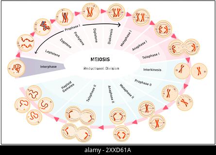 Meiose, Illustration. Meiose ist der Prozess, bei dem sich eine einzelne Zelle zweimal teilt und vier haploide Tochterzellen bildet. Stockfoto