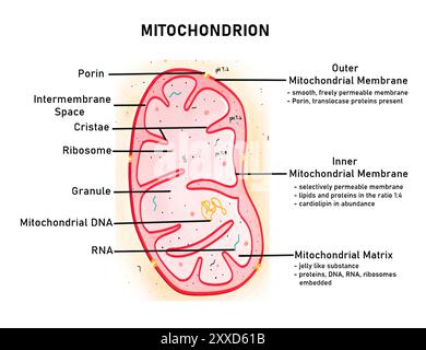 Struktur eines Mitochondriums, Illustration. Mitochondrien sind ein doppelmembrangebundenes und halbautonomes Organell, das eigene Proteine, DNA (Desoxyribonukleinsäure), Enzyme und Ribosomen enthält. Die äußere Membran ist glatt, während die innere Membran viele Falten aufweist, um die Oberfläche zu vergrößern. Mitochondrien liefern Energie über die zelluläre Atmung in Form von ATP (Adenosintriphosphat) und enthalten Enzyme für den Fettstoffwechsel. Stockfoto