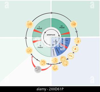 Prüfpunkte für Zellzyklus, Abbildung. Der Zellzyklus besteht aus der Interphase (G1-, S- und G2-Phasen), gefolgt von der mitotischen Phase (Mitose und Zytokinese) und der G0-Phase. Stockfoto