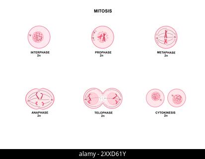 Mitose, Illustration. Mitose ist der Prozess, bei dem eine Zelle ihre Chromosomen repliziert und sie dann trennt, wobei zwei identische Kerne zur Vorbereitung der Zellteilung entstehen. Stockfoto