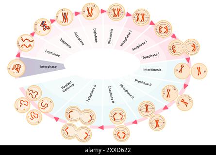 Meiose, Illustration. Meiose ist der Prozess, bei dem sich eine einzelne Zelle zweimal teilt und vier haploide Tochterzellen bildet. Stockfoto