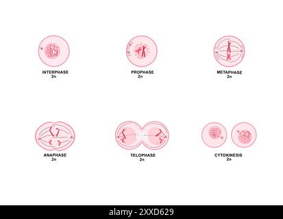 Mitose, Illustration. Mitose ist der Prozess, bei dem eine Zelle ihre Chromosomen repliziert und sie dann trennt, wobei zwei identische Kerne zur Vorbereitung der Zellteilung entstehen. Stockfoto