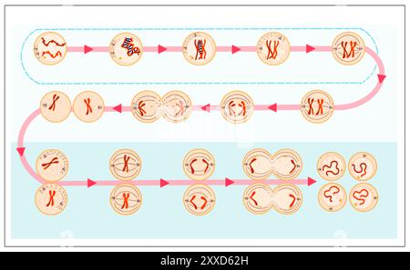 Meiose, Illustration. Meiose ist der Prozess, bei dem sich eine einzelne Zelle zweimal teilt und vier haploide Tochterzellen bildet. Stockfoto