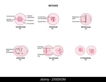 Mitose in einer tierischen Zelle, Illustration. Mitose ist der Prozess, bei dem eine Zelle ihre Chromosomen repliziert und sie dann trennt, wobei zwei identische Kerne zur Vorbereitung der Zellteilung entstehen. Stockfoto