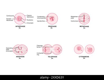 Mitose, Illustration. Mitose ist der Prozess, bei dem eine Zelle ihre Chromosomen repliziert und sie dann trennt, wobei zwei identische Kerne zur Vorbereitung der Zellteilung entstehen. Stockfoto