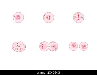 Mitose, Illustration. Mitose ist der Prozess, bei dem eine Zelle ihre Chromosomen repliziert und sie dann trennt, wobei zwei identische Kerne zur Vorbereitung der Zellteilung entstehen. Stockfoto