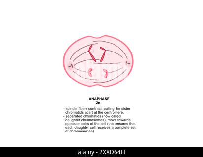 Anaphase, Abbildung. Anaphase ist die vierte Phase der Mitose, bei der das im Zellkern einer Mutterzelle enthaltene duplizierte genetische Material in zwei identische Tochterzellen aufgespalten wird. Stockfoto