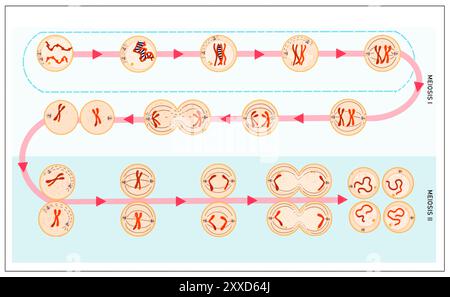 Meiose, Illustration. Meiose ist der Prozess, bei dem sich eine einzelne Zelle zweimal teilt und vier haploide Tochterzellen bildet. Stockfoto